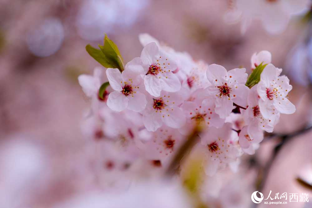 桃花盛開惹人醉。人民網(wǎng)記者 次仁羅布攝