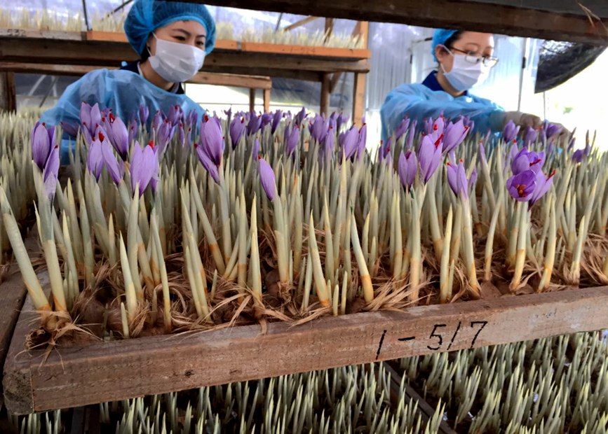 林芝天旺農(nóng)牧產(chǎn)品有限公司藏紅花種植基地工作人員采摘藏紅花。趙新民攝
