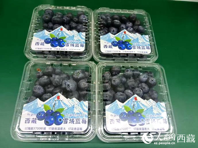 西藏雪域藍(lán)莓。羅雨欣攝