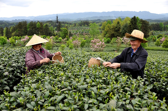 貴州省湄潭縣大力發(fā)展茶葉產(chǎn)業(yè)，60萬(wàn)畝生態(tài)茶園實(shí)現(xiàn)了“綠水青山變成金山銀山”，生態(tài)與經(jīng)濟(jì)協(xié)調(diào)發(fā)展。圖為湄潭縣湄江街道金花村茶農(nóng)采茶 瞿欣含攝 _副本.jpg