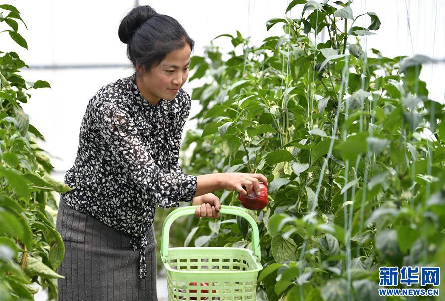 (經濟)(2)西藏林芝:蔬菜種植 鼓起百姓“錢袋子”