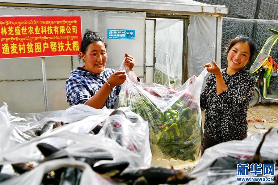 (經濟)(5)西藏林芝:蔬菜種植 鼓起百姓“錢袋子”