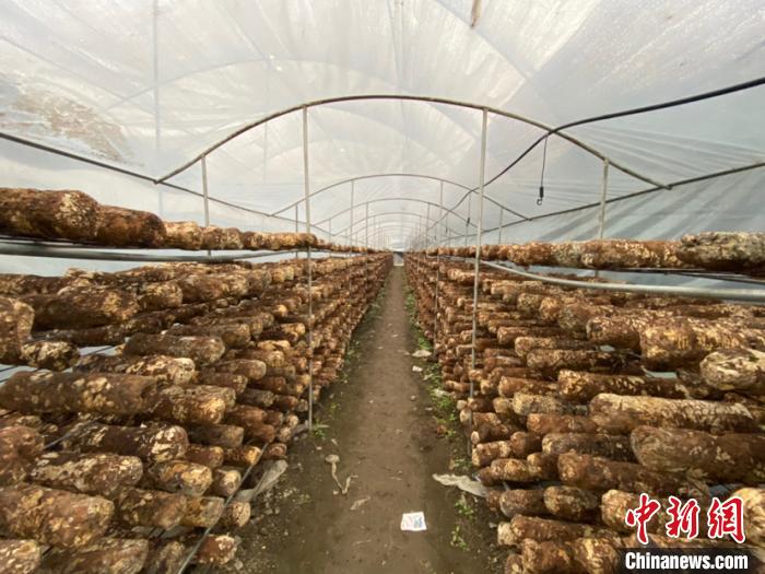 圖為基地里的食用菌菌棒?！Ⅸi 攝