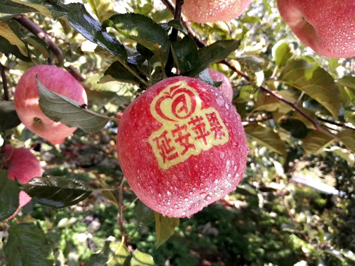 延安蘋果。柳林鎮(zhèn)果技站供圖。