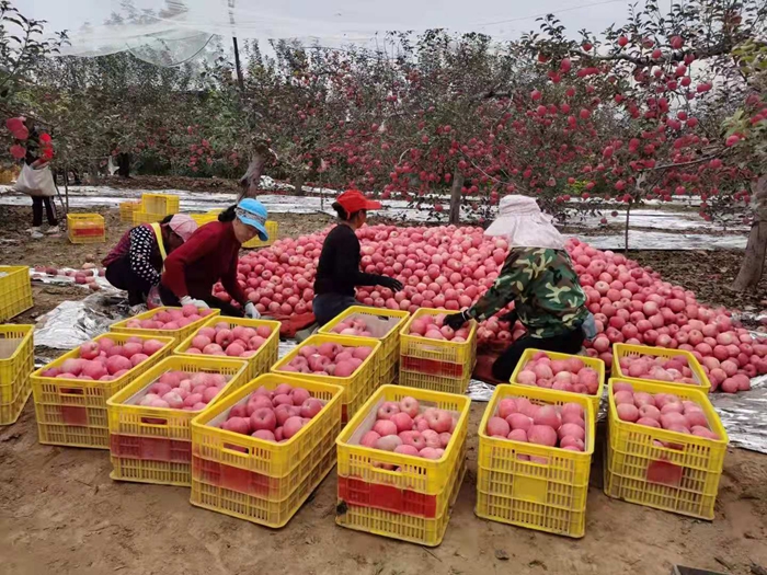 來源：柳林鎮(zhèn)果技站供圖。
