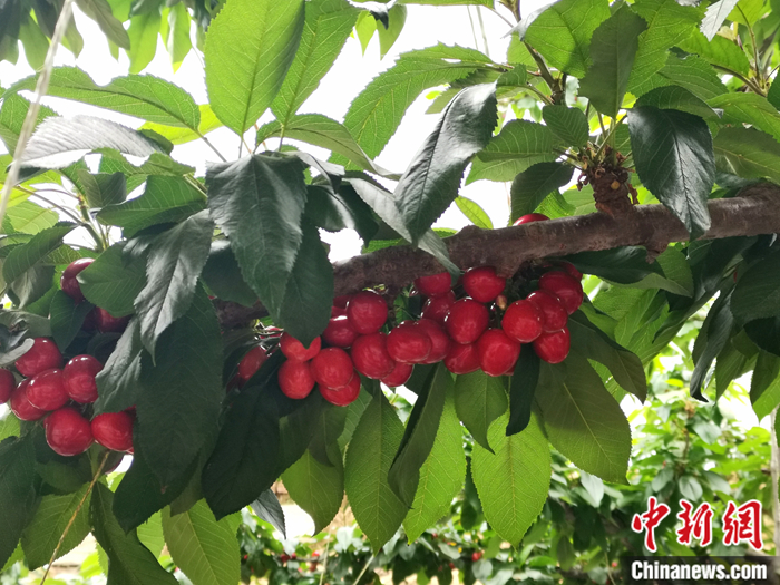 陜西省子長(zhǎng)市盛宇現(xiàn)代農(nóng)業(yè)示范園內(nèi)，櫻桃鮮艷欲滴。<a target='_blank'  ><p  align=