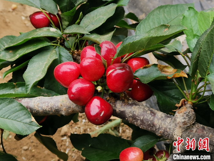 陜西省子長(zhǎng)市盛宇現(xiàn)代農(nóng)業(yè)示范園內(nèi)，櫻桃鮮艷欲滴。<a target='_blank'  ><p  align=