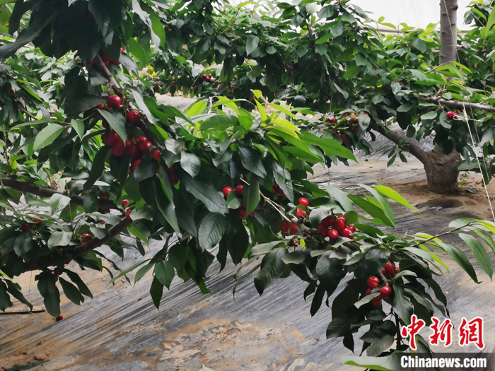陜西省子長(zhǎng)市盛宇現(xiàn)代農(nóng)業(yè)示范園內(nèi)，櫻桃鮮艷欲滴。<a target='_blank'  ><p  align=
